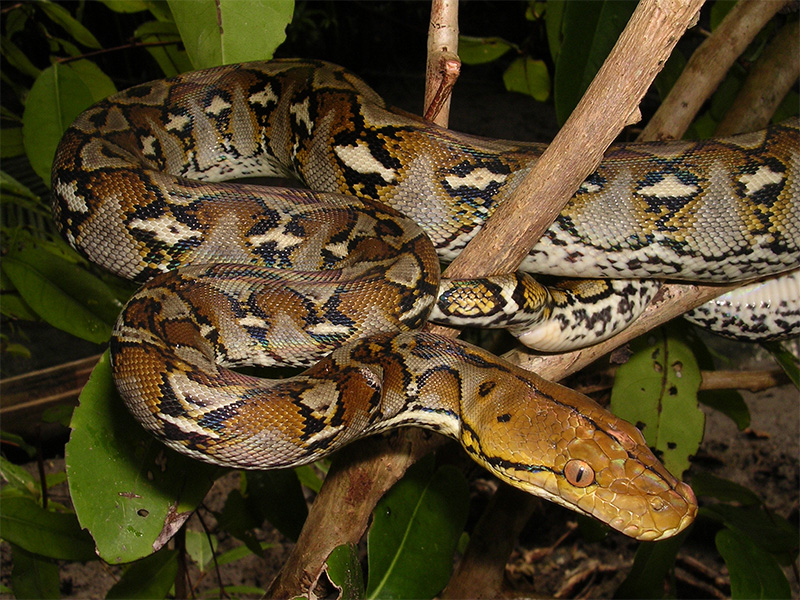 indian python