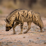 indian striped hyena