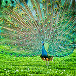 peacock in bharatpur