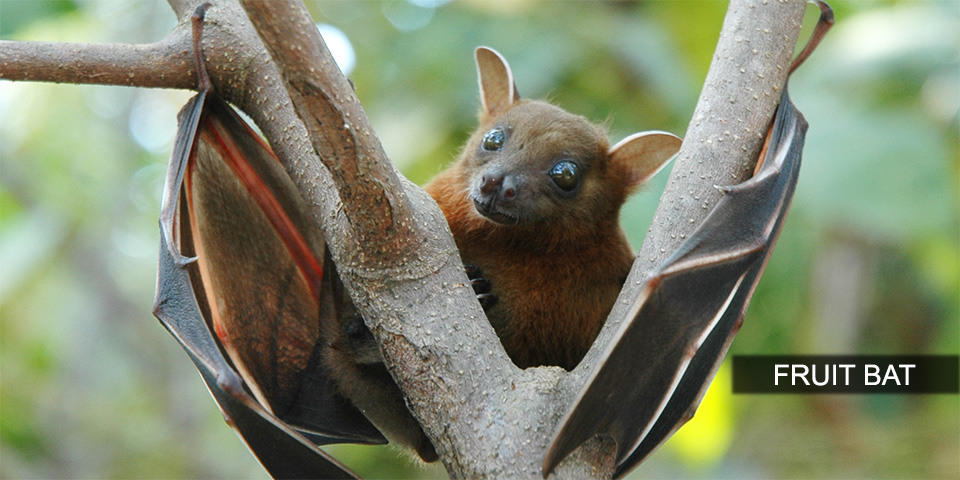 indian fruit bat