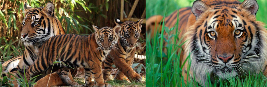 sumatran tigers
