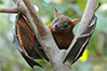 indian fruit bat