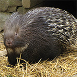 indian crested porcupine