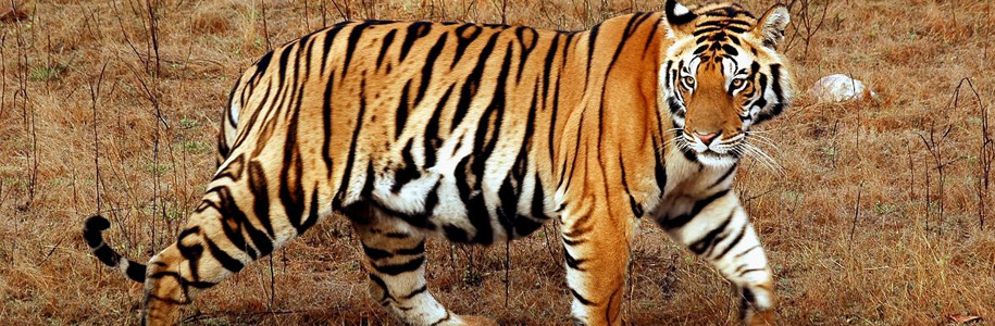 tiger status in india