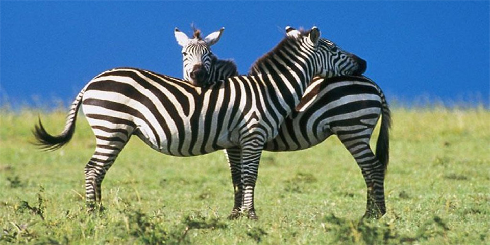 indian zebra