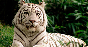 about indian tigers